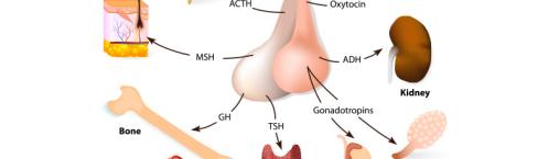 Pituitary Gland Tumours and Surgery